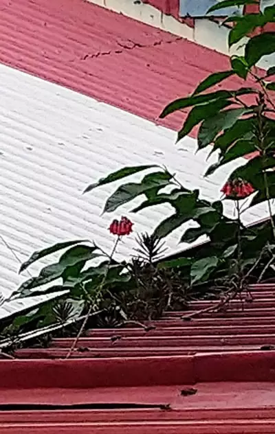 【屋頂的紅花】二月心理好文 by 劉淑芬心理師